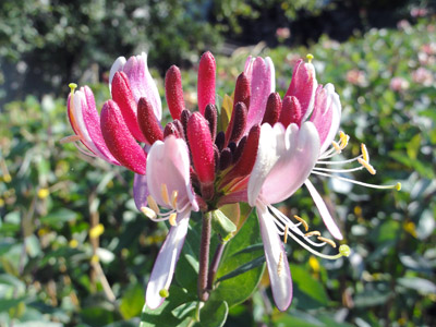 Lonicera periclymenum Serotina