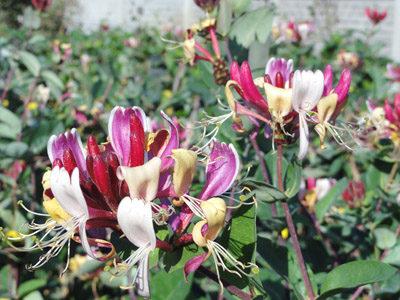 Lonicera periclymenum Serotina
