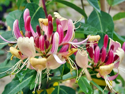 Lonicera periclymenum Serotina