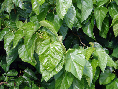 Morus latifolia Spirata