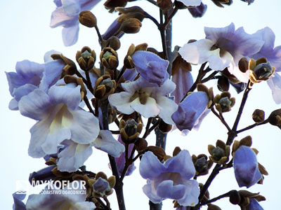 Paulownia tomentosa – kwiatostan