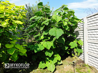 Paulownia cesarska rosnąca w Szkółce Mykoflor