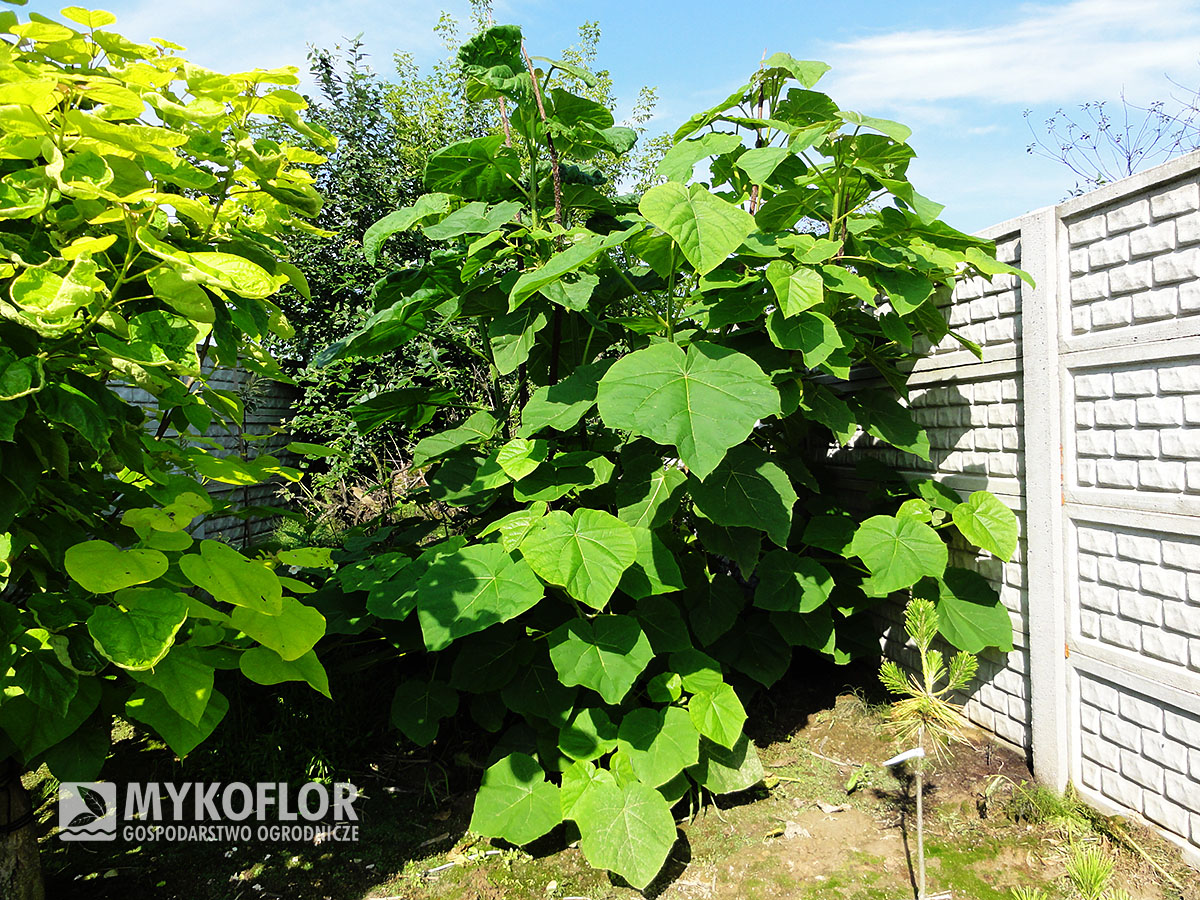 Paulownia cesarska rosnąca w Szkółce Mykoflor