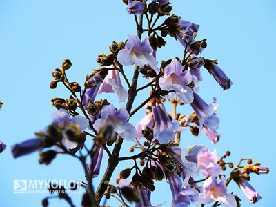 Paulownia tomentosa – kwiatostan