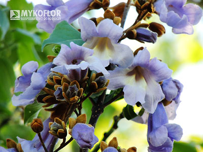 Paulownia cesarska – zbliżenie kwiatu