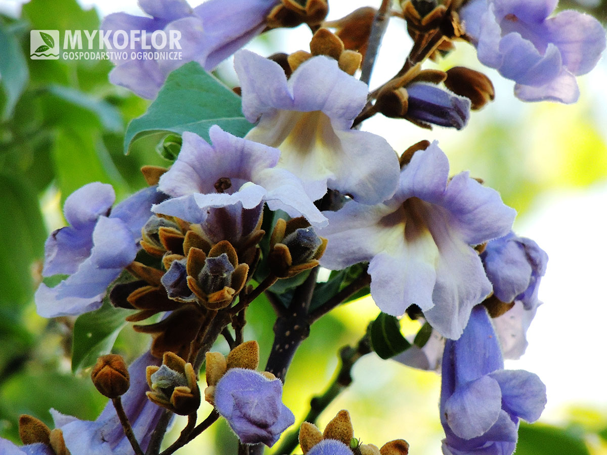 Paulownia cesarska – zbliżenie kwiatu