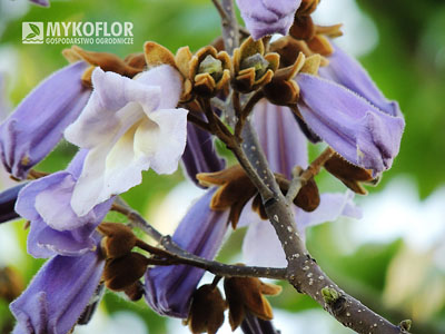 Paulownia cesarska – zbliżenie kwiatu