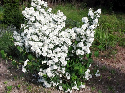 Philadelphus coronarius Apollo