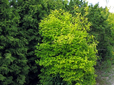 Philadelphus coronarius Aureus