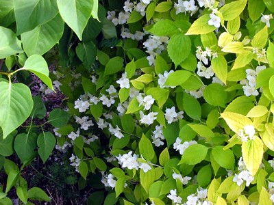 Philadelphus coronarius Aureus