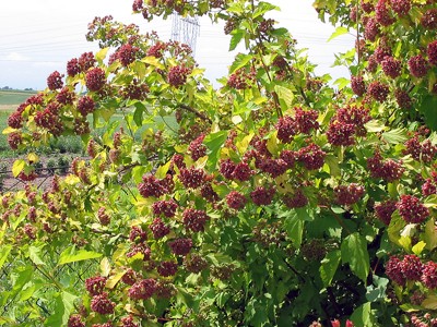 Physocarpus opulifolius Luteus