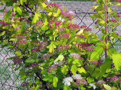 Physocarpus opulifolius Luteus