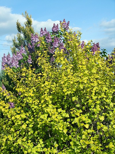 Physocarpus opulifolius Luteus