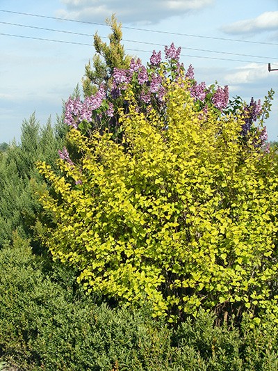Physocarpus opulifolius Luteus