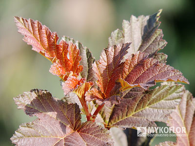 Physocarpus opulifolius Mefisto