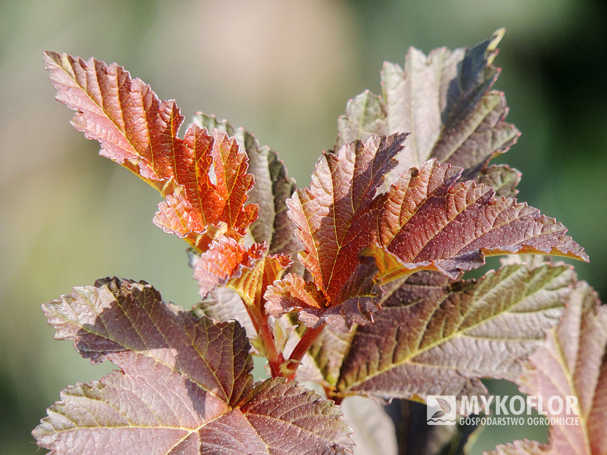 Physocarpus opulifolius Mefisto