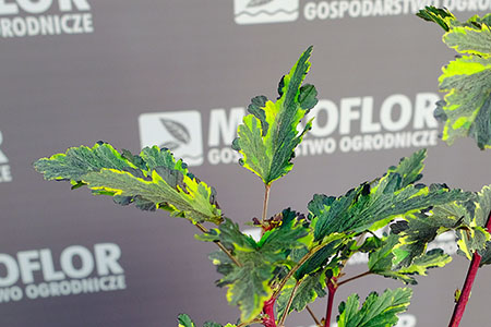Physocarpus opulifolius Mozaika – zbliżenie liści