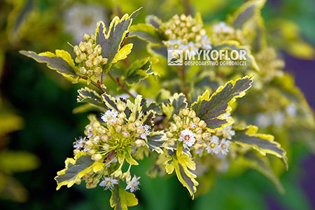 Physocarpus opulifolius Mozaika – zbliżenie liści