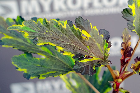 Physocarpus opulifolius Mozaika – zbliżenie liści