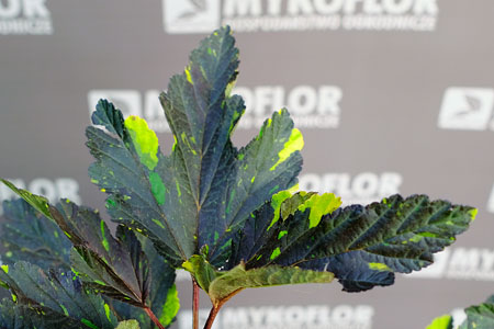 Physocarpus opulifolius Salamandra – zbliżenie liści