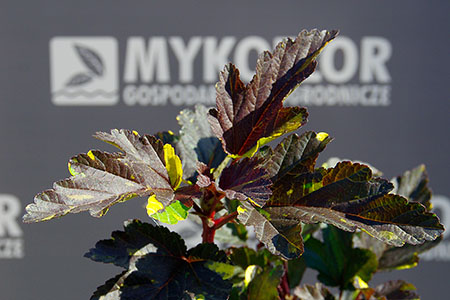 Physocarpus opulifolius Salamandra – zbliżenie liści