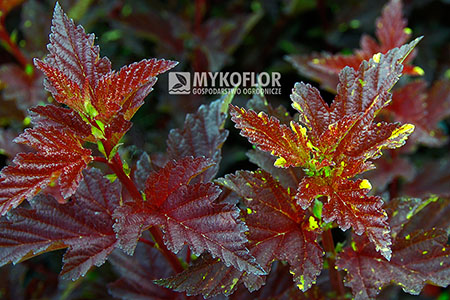 Physocarpus opulifolius Salamandra – zbliżenie liści