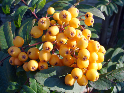 Sorbus arnoldiana Golden Wonder