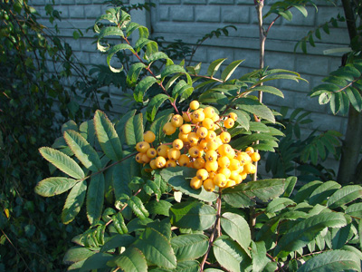 Sorbus arnoldiana Golden Wonder
