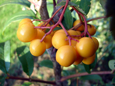 Sorbus arnoldiana Golden Wonder