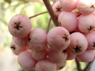 Sorbus aucuparia Coral Pink