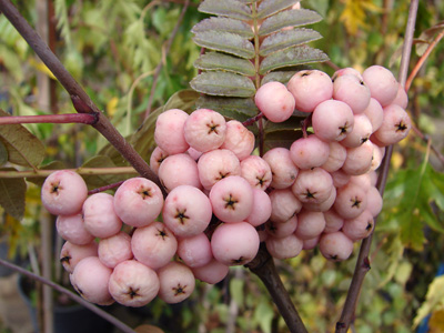 Sorbus aucuparia Coral Pink