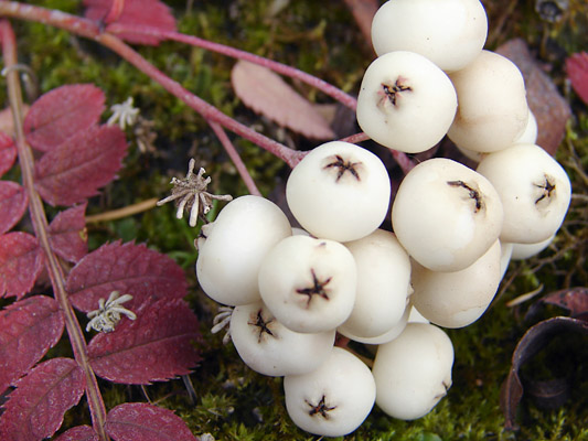 Sorbus cashmiriana