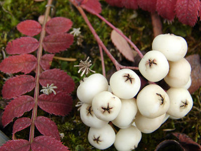 Sorbus koehneana