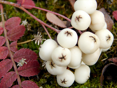 Sorbus koehneana