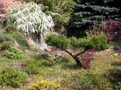 Spirea cinerea Grefsheim