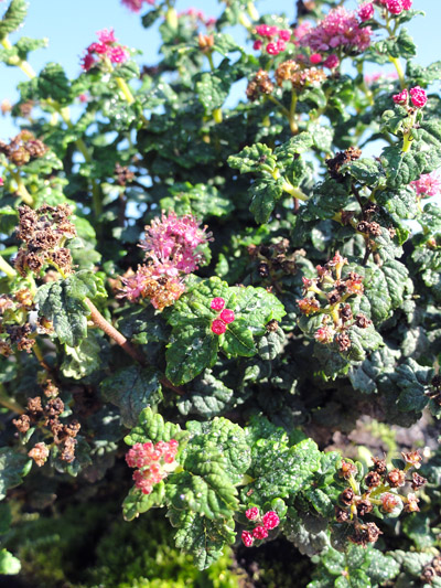 Spirea japonica Bullata