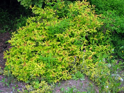 Spirea japonica Goldflame
