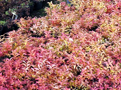 Spirea japonica Goldflame