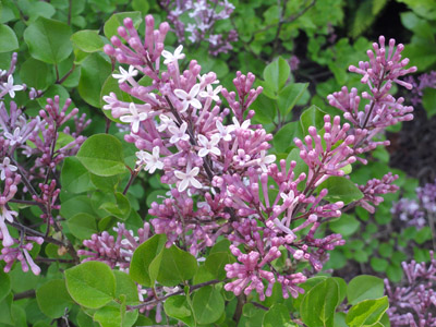 Syringa meyeri Palibin