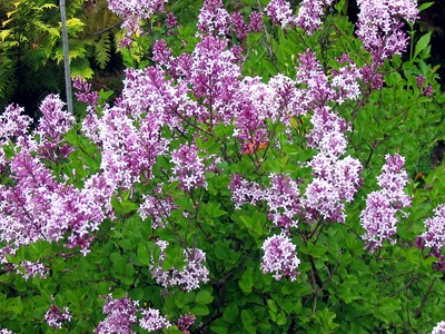 Syringa meyeri Palibin