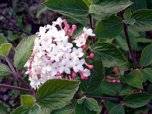 Viburnum juddii