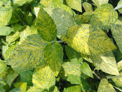 Viburnum lantana Aureovariegata