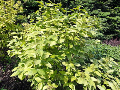 Viburnum lantana Aureovariegata