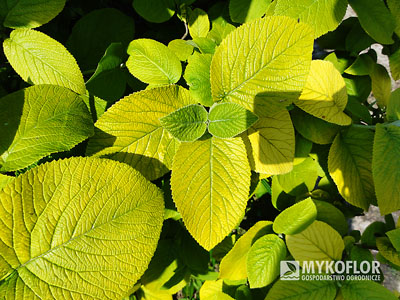 Viburnum lantana Aureum – zbliżenie liści