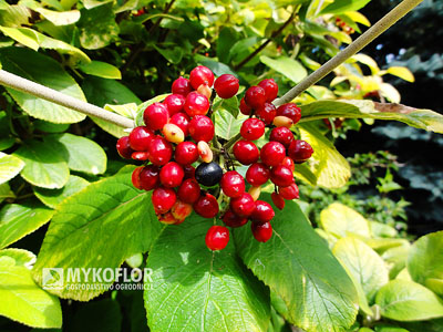 Kalina hordowina Aureum – owoce