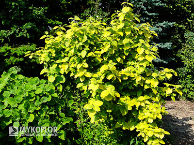 Viburnum lantana Aureum
