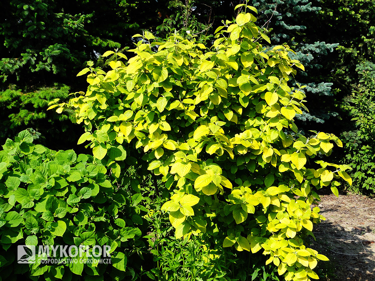 Viburnum lantana Aureum
