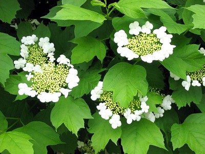 Viburnum opulus