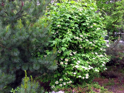 Viburnum opulus