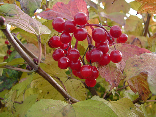 Viburnum opulus